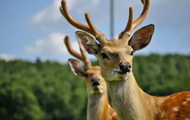 ЕКСКУРСІЯ В ХУСТ: ТЕРМАЛЬНІ ДЖЕРЕЛА, ОЛЕНІ І СИР